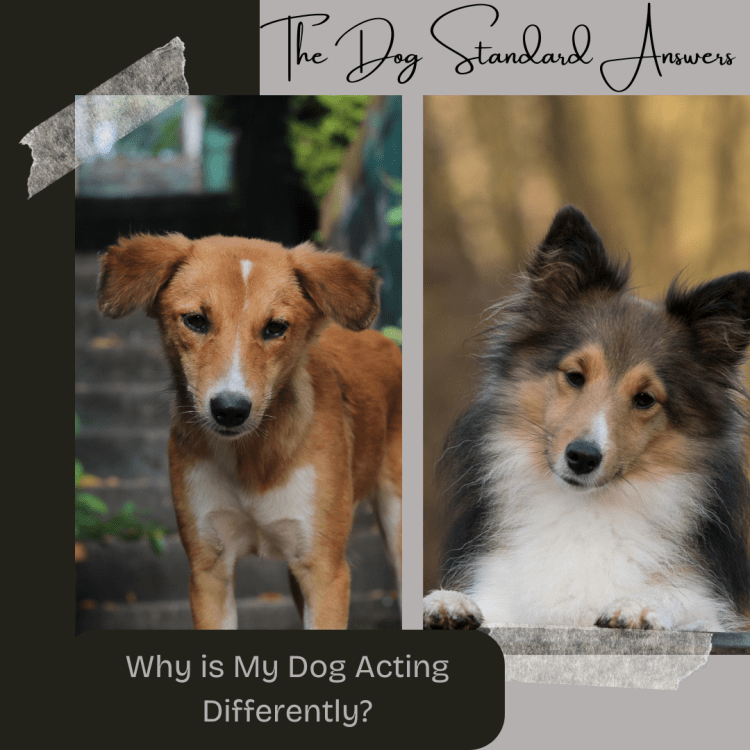 Why is My Dog Acting Differently: Understanding the Impact of Pain on Canine&nbsp;Behaviour
