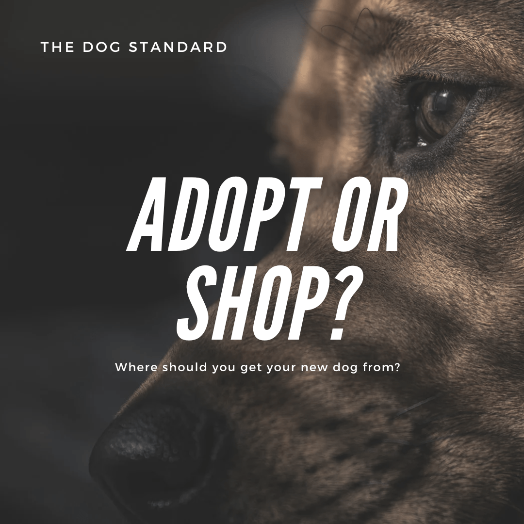 A close-up image of a dog's face with a thoughtful expression, accompanied by bold text asking, "Adopt or Shop?"—raising awareness about choosing between adoption and purchasing a pet.