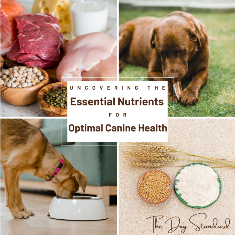 Uncovering the Essential nutrients for Optimal Canine&nbsp;Health