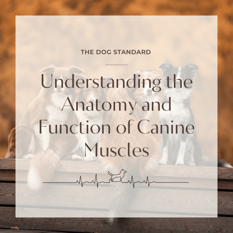 Understanding the Anatomy and Function of Canine&nbsp;Muscles