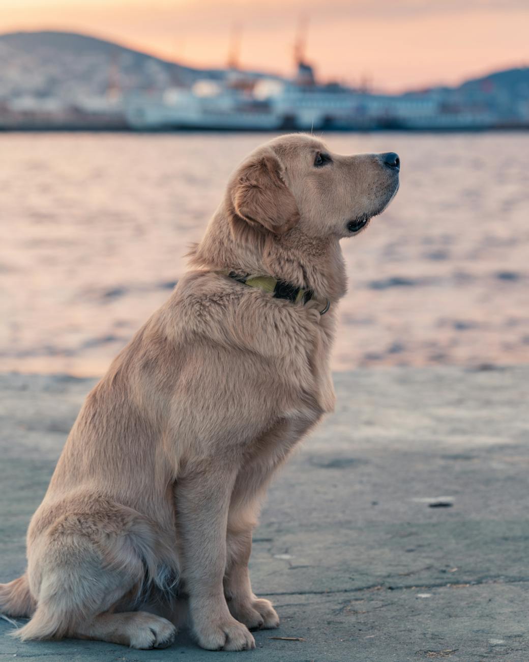 A golden retriever sits attentively on a concrete surface near the waterfront, gazing into the distance. The calm sea and a sunset-lit harbor with hills and industrial structures form the serene background.