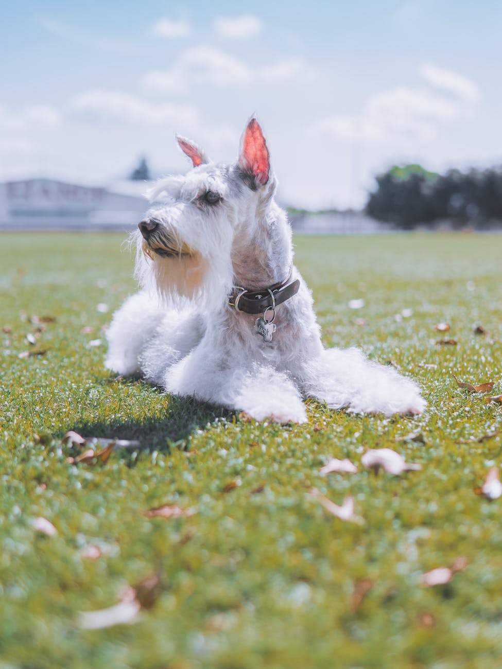A white and gray Schnauzer dog with a neatly trimmed coat lies on a vibrant green grassy field, gazing off to the side. The dog wears a black collar with a silver tag, and its ears are perked up. Sunlight highlights its soft fur, while blurred trees and buildings can be seen in the background.