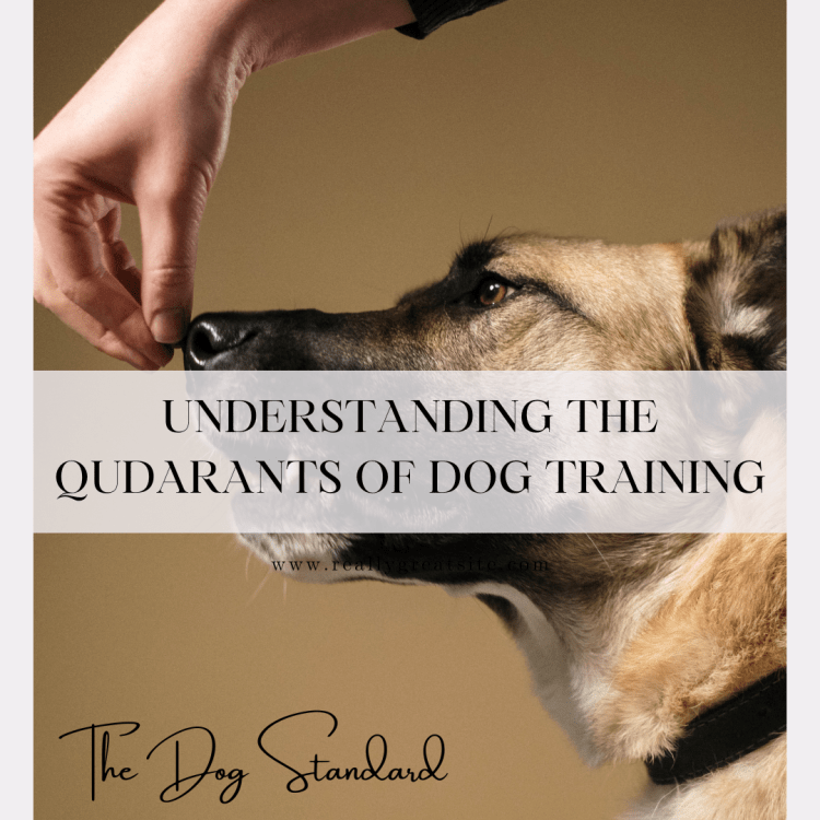 Understanding the 4 Quadrants of Dog Training: What You Need to&nbsp;Know